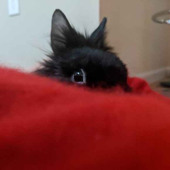 Meet your Posher, Mitzie, Shadow, Lil bear, Pink Beans, Olive, And Hedwig. - Picture 1 of 7